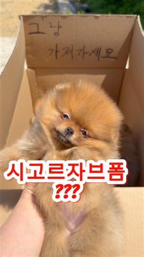 품종 물어보면 무개념? #포메라니안 #포메라니안새끼 #강아지