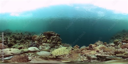 Underwater world life with corals and fish. Marine sanctuary, protected area. 360 panorama.