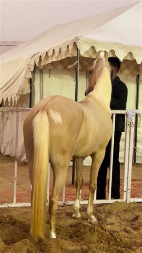 FSA Entertainment on Instagram: "Palomino Color Kathiawari Filly at Pushkar Horse Fair 2025"
