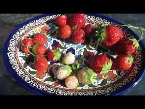 Strawberry Variety Taste Test!