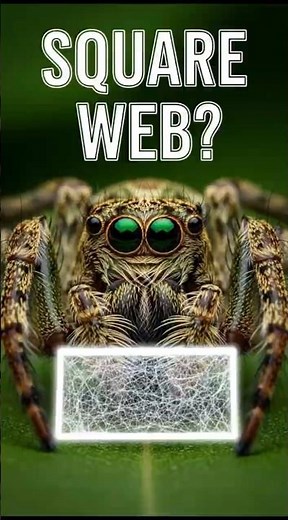 The Spider That Throws a Net 🕸️