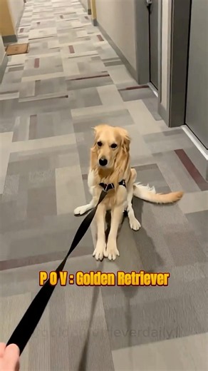 The Hidden Life of a Golden Retriever🥹🐾