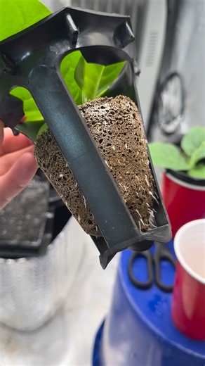 Visionary Hydroponics Inc | Our tobacco seedlings are ready for DWC in the Hydrobuckets. Check it out. #hydrobucket #hydroponics #deepwaterculture #growtent #growers... | Instagram