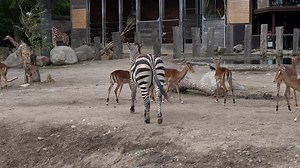 Zebra together with Impala and Giraffes inside zoo - Handheld static watching animals walking around