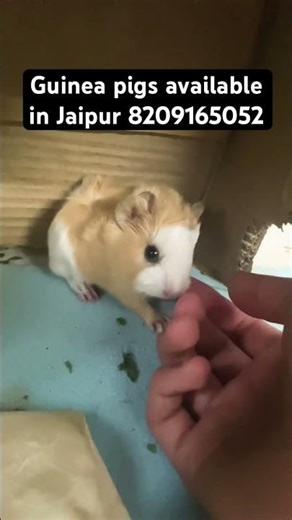 🐹 Cute Guinea Pig Babies Available 🍼💕 8209165052