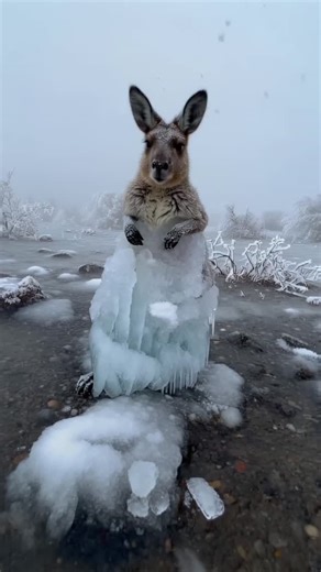 Z photography | #Repost “Shocking Kangaroo Frozen in Ice Saved During Brutal Winter Storm | Caught-on-Phone Rescue” This heart-stopping moment looks... | Instagram