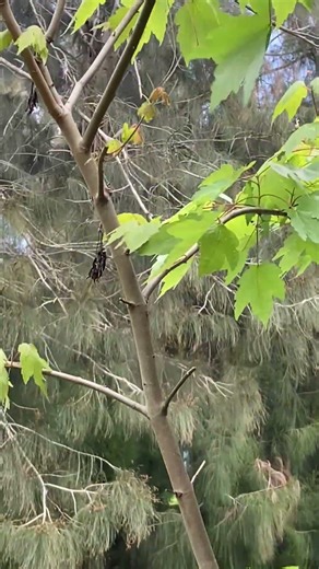 Florida Maple tree #nature #shorts #gardening