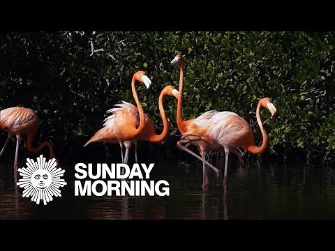 Nature: Flamingos in the Caribbean