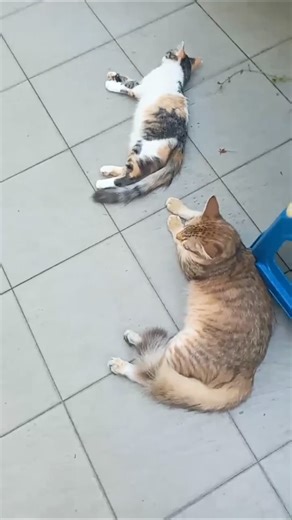 Time Machine Cats !!!! Longest Daily Cat's Story