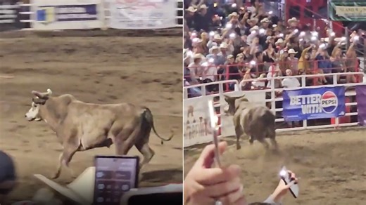Bull escapes ring at Oregon rodeo