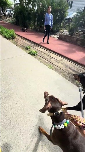 Took Atticus to Katie Trail with Ivy today for training and this happened