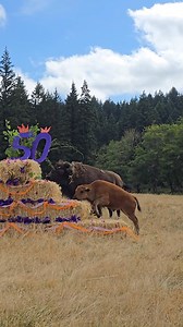Our Free-Roaming herd animals helped us celebrate 50 wild years this weekend with the fluffiest (and tastiest) hay cake around! 🎂 From the first bite to the last crumb, it was a true hoof-stomping party… just ask the elk herd eyeing it from behind. 😉🦬 📹: Keeper Jordan | Northwest Trek Wildlife Park