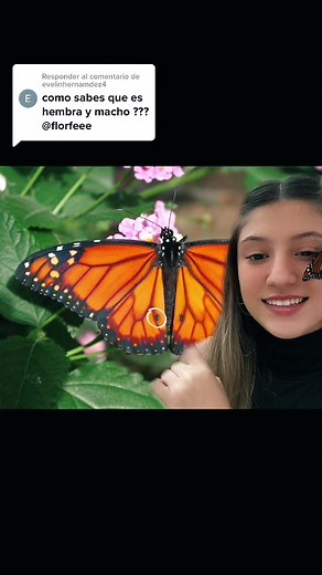 Identifying Male and Female Monarch Butterflies | Butterfly Gender Determination