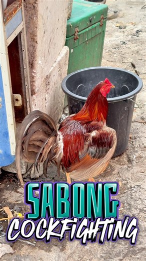 For Sabong Cockfighting Rooster