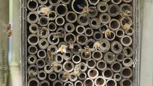 Mauerbienen Männchen und Weibchen kurz nach dem Schlüpfen aus ihren Niströhren des Bienenhotels in Slowmotion 120fps in Nahaufnahme