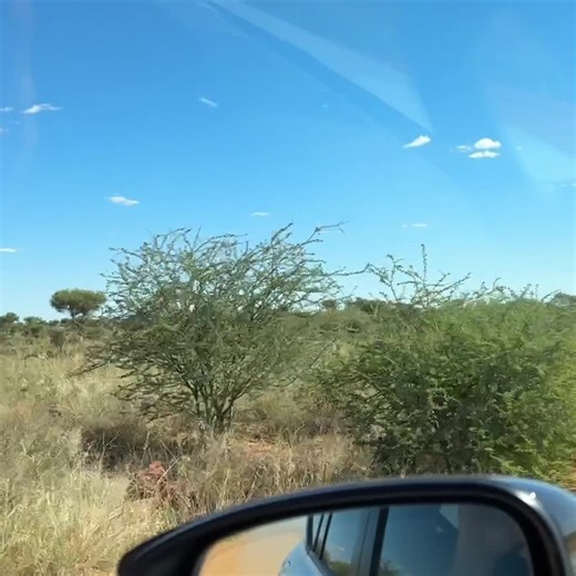 The complete renovation of the flamingo pond for Brookfield Zoo Chicago Check out this amazing transformation! 🦩 | Ed The Pond Professor