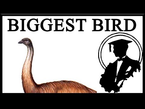 I’m The Biggest Bird Slaps