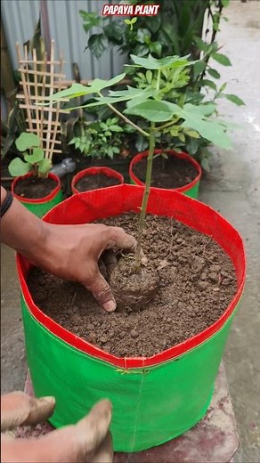 🚀 Papaya Plant Explosion in 30 Days (Grow Bag Method) 💯 #shorts #papaya#papayagrowing #gardening