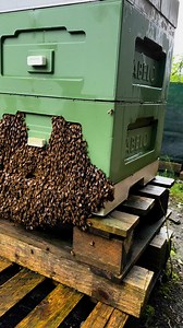 58K views · 374 reactions | Bearding in honeybees refers to the...