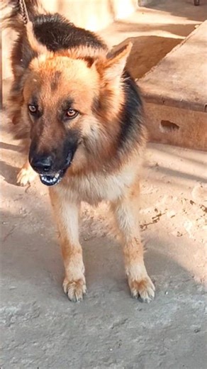 cute german shepherd dog barking funny voice dog #dogsound #dogvideos #shorts #germanshepherd