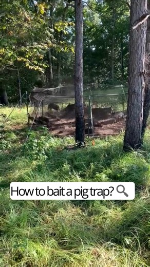 36K views · 192 reactions | The best bait for trapping hogs in the Southern and Southwestern parts of the United States, especially in Texas, Louisiana, Arkansas, Mississippi, Alabama, Georgia, and Florida, is typically feed corn from the local co-op or Tractor Supply store. In other parts of the world such as Asia, Australia, and Europe, any inexpensive local grain will work. Stop wild pigs with the Pig Brig Trap System. Learn more at pigbrig.com! | Pig Brig Trap Systems | Facebook