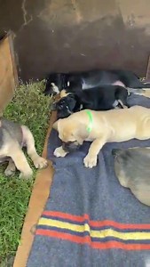 5.2K views · 78 reactions | https://m.facebook.com/pages/category/Pet-Service/RS-Kennels-Zambia-627188471007207/ | Milly Beauty Products | Facebook