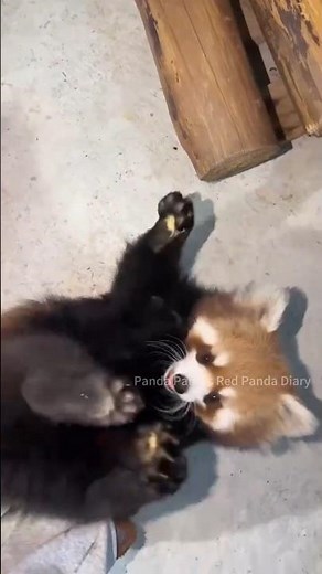 #RedPanda #小熊猫#Pan Pan's Little Red Panda Life Diary #潘潘小熊猫生活日记