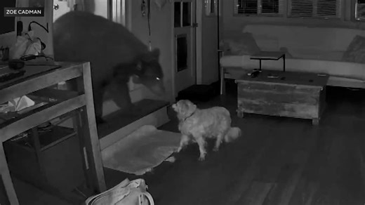 VIDEO: Hungry bear comes nose-to-nose with dog
