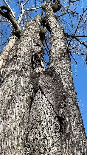 Conjoined Twins in the Tree World… #trees