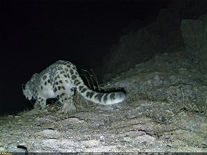 Good morning from #China. pregnant Snow Leopard (雪豹,Panthera uncia) -- seen in Nyima county of Nagqu City (那曲市尼玛县) in Xizang (#Tibet) autonomous region -- hopes you all have a wonderful day. ❤姜帆 ❤❤❤ #Nature #Peace #wildlife #Chinese #love #travel | Lin hillside