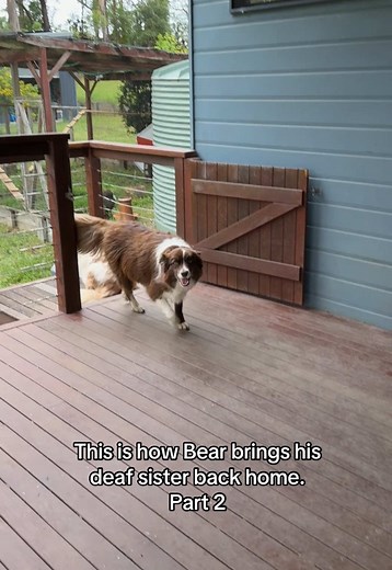 How Bear Helps His Deaf Sister Return Home – Part 2
