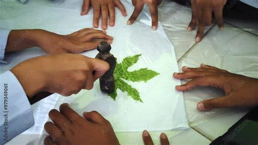 The process of making ecoprints using the Pounding technique. Attach the leaves to a white cloth and covered with clear plastic then hit them slowly with a hammer to attach the leaf dye to the fabric. Stock Video