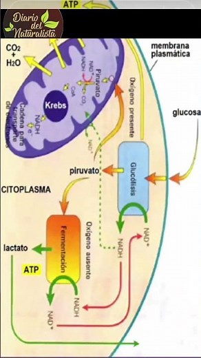 Evolution48 El invento de la respiración aerobia #biologia #ciencia