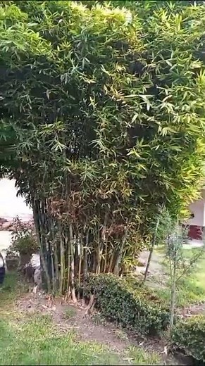 Why plant a bamboo tree? #homegarden #garden