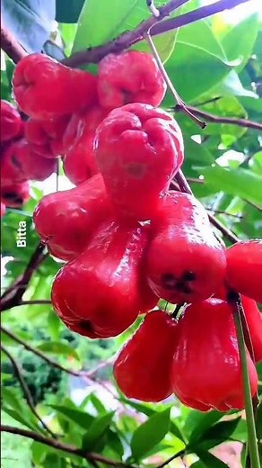 Java Apple Farming FULL Process 🍎 | From Plant to Harvest