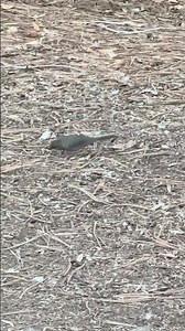 California Towhee foraging#wildlife#nature#wildbirds#towhee