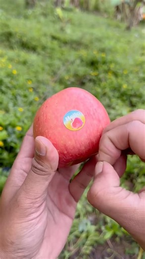 Lifehack skills: Removing apple stickers🍎#camping #lifehack #survival #bushcraft#outdoors