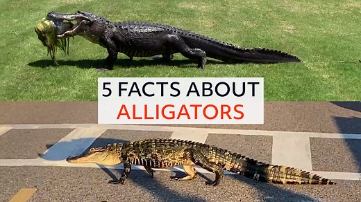 Did you know that an alligator's eyes glow red in the dark? 👀 🐊 A couple of these snappy gator facts might surprise you... | storyful
