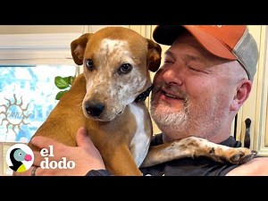 Perro desnutrido se convierte en un perro nuevo en su hogar permanente | El Dodo