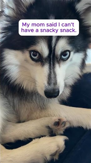 Should my pomsky get a snacky snack?