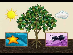 "Plant or Animal" Life Science Song for Kids by Waterford.org