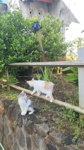 #anamtakhan#babygemoy#cat #duet #抖音舞蹈 #imut #kittenlove#bayivlog #bayilucu #babygemesin #bayi #anak