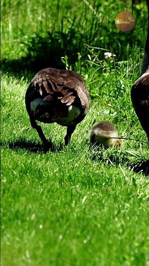 One leads, one guards: The perfect teamwork of a Canada Goose family!