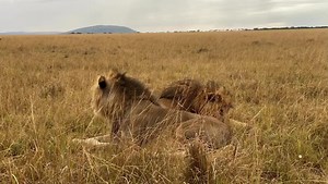 Wildlife_Kenya (@wildlife_kenya)’s videos with original sound - Wildlife_Kenya