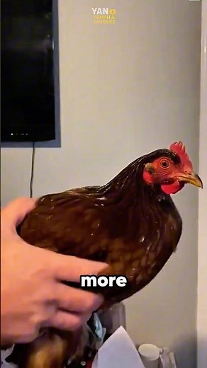 Chicken heads are more stable than you think⁉️😳 #chicken #science