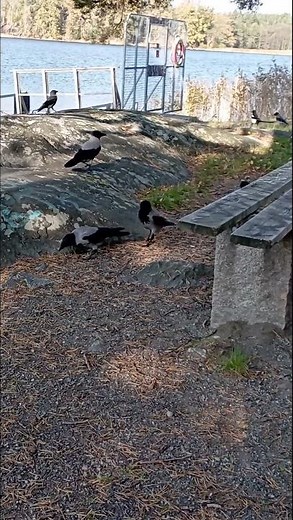 Feeding Crows, Jackdaws & Magpies - NOT. Ok bye! 🤣