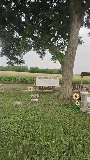 Kaplan Louisiana sunflowers filled for St Jude's hospital.