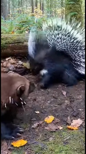 Brutal Forest Fight: Wolverine vs Porcupine #animals #wildlife #wildanimals #wolverine #porcupine