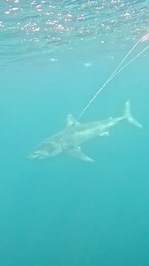 A rare science win at sea. A pop-up satellite archival tag (PSAT) deployed on White Shark JASON has been successfully recovered in the Gulf Stream off Cape Lookout, North Carolina—unlocking a high-resolution dataset that offers a deeper look into the hidden lives of white sharks. The latest SPOT tag transmission from JASON, a 9'4" subadult male white shark, on the OCEARCH Global Shark Tracker was recorded on January 17, not far from where his PSAT tag was recovered—allowing scientists to directl