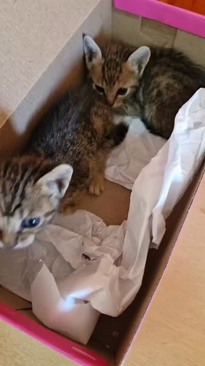 Mais dois encontrados agora! Não temos onde levar! Lar temporário urgente ou adoção! São dois machinhos! Precisamos de ajuda para comprar ração e areia tbm! Pix CNPJ 52932831000103 | U Nião Q Uatro Patas